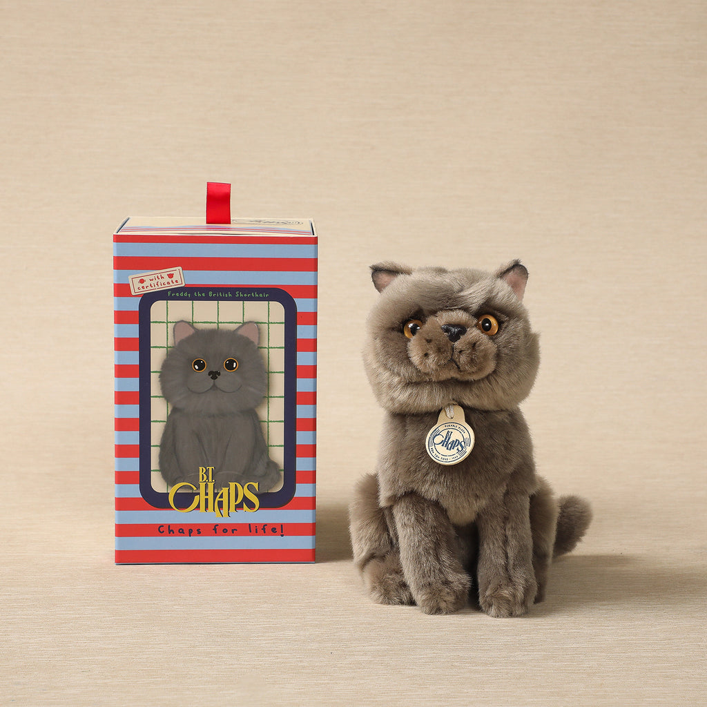 Freddy the British Shorthair Cat