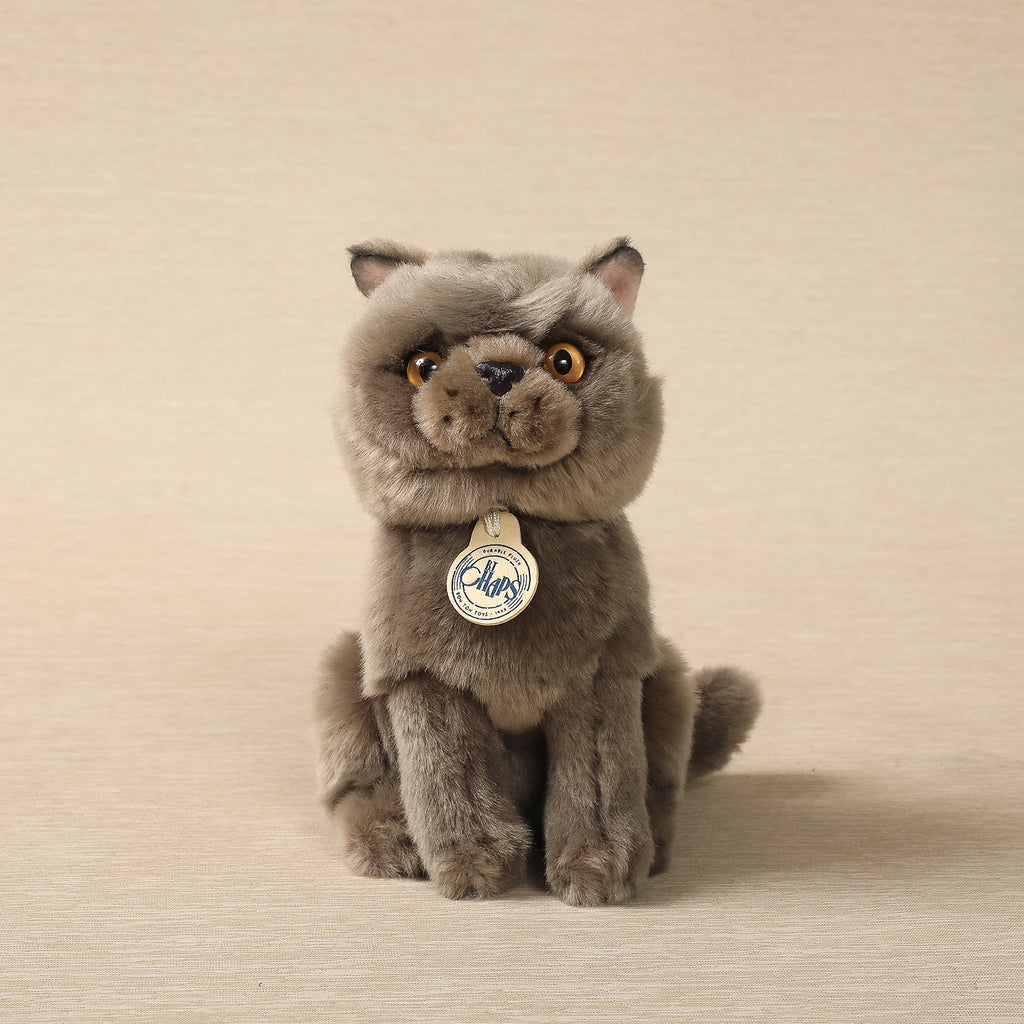 Freddy the British Shorthair Cat