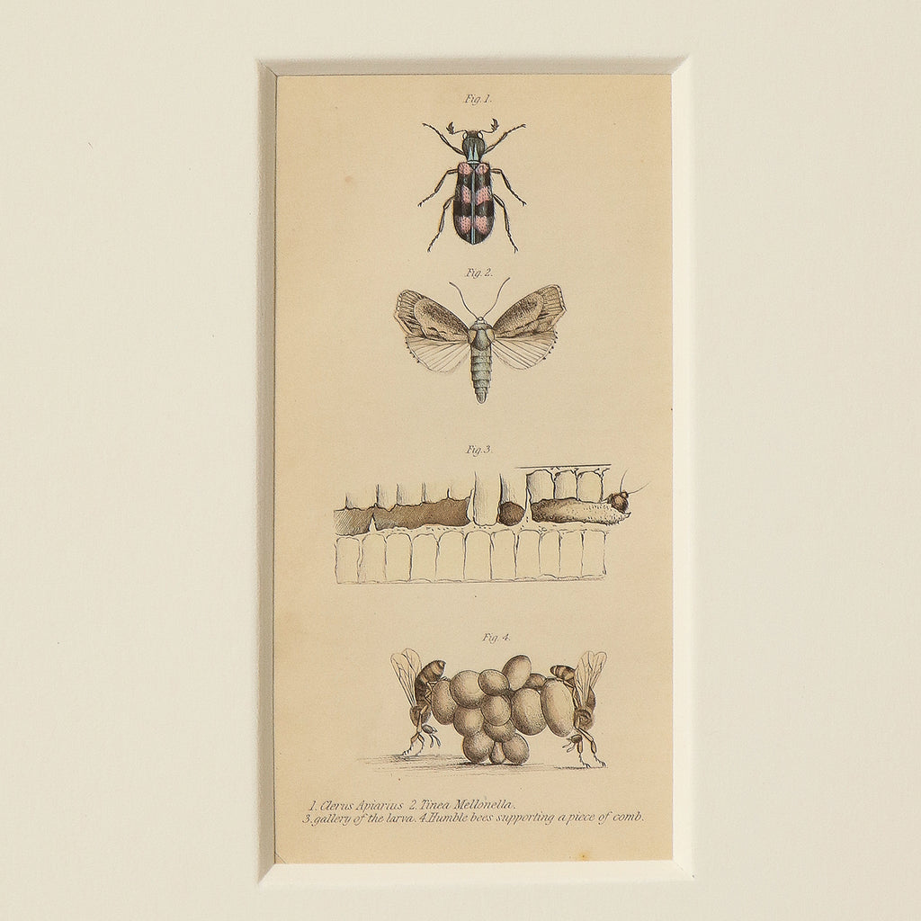 Framed Print of Bees